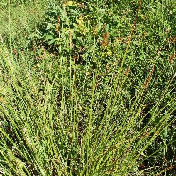 Carex spicata Yeri