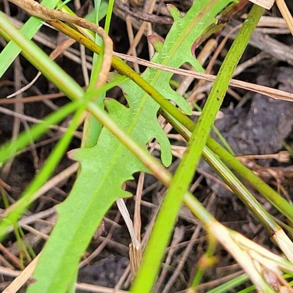 Scorzoneroides autumnalis Hoja