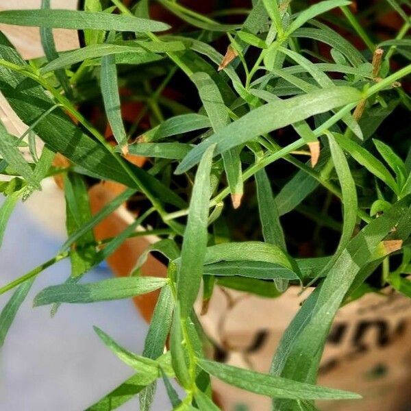 Artemisia dracunculus Blatt