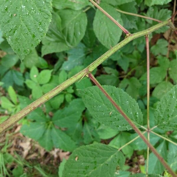 Rubus canadensis Bark