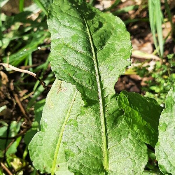 Rumex patientia Folha