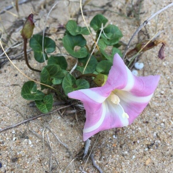 Calystegia soldanella Flower