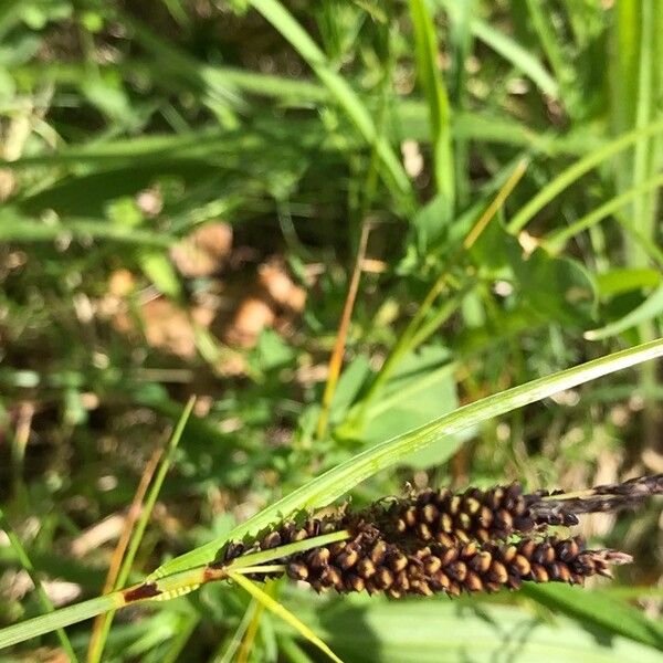 Carex nigra 果