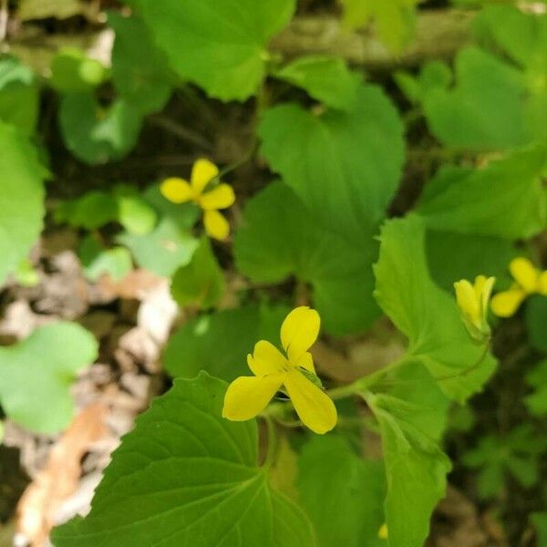 Viola pubescens Flower