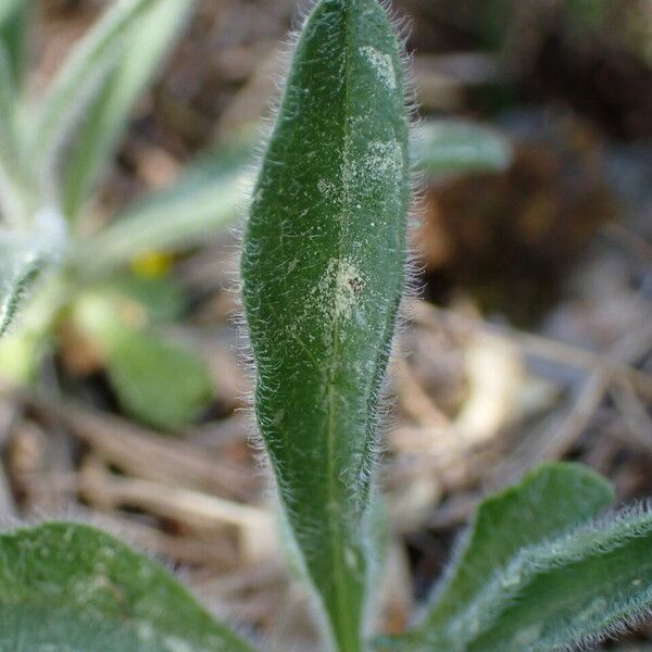 Aster alpinus List