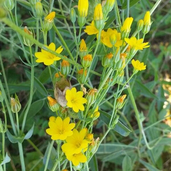 Blackstonia perfoliata 花