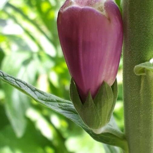 Digitalis purpurea Flor