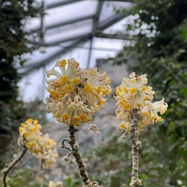 Edgeworthia chrysantha Květ