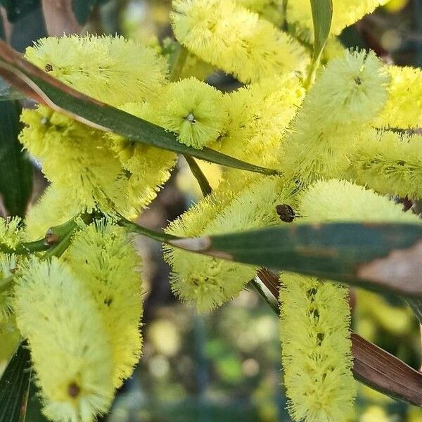 Acacia longifolia Blüte