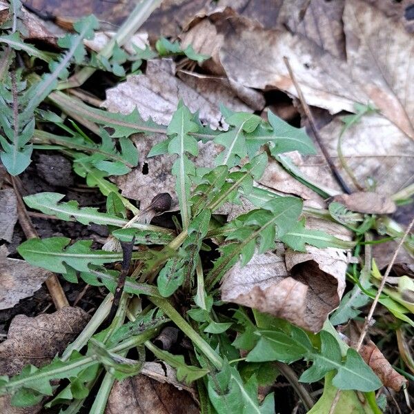 Taraxacum palustre Hostoa