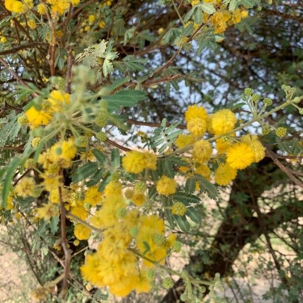 Acacia nilotica Blomst
