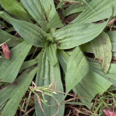 Plantago subnuda Feuille