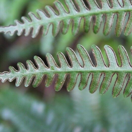 Pteris linearis Other