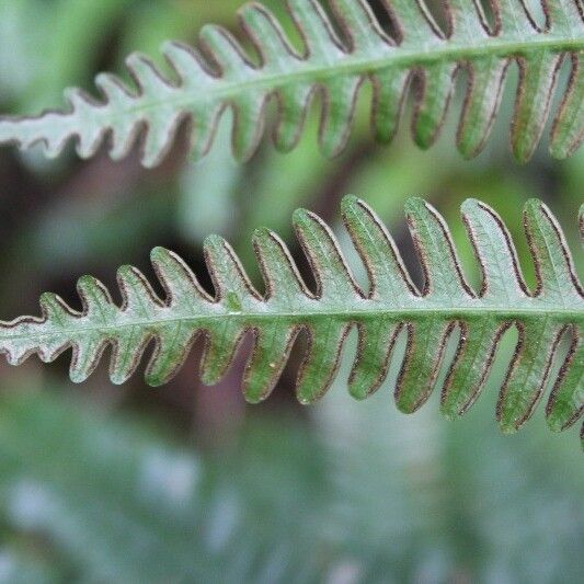 Pteris linearis