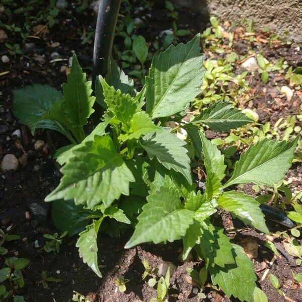 Dahlia pinnata ഇല