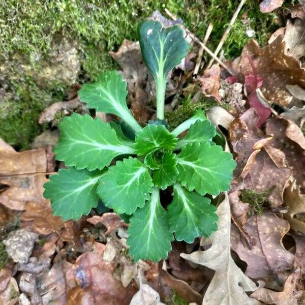 Saxifraga spathularis Blatt