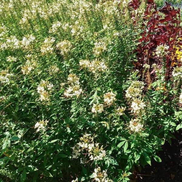 Cleome dodecandra Flor