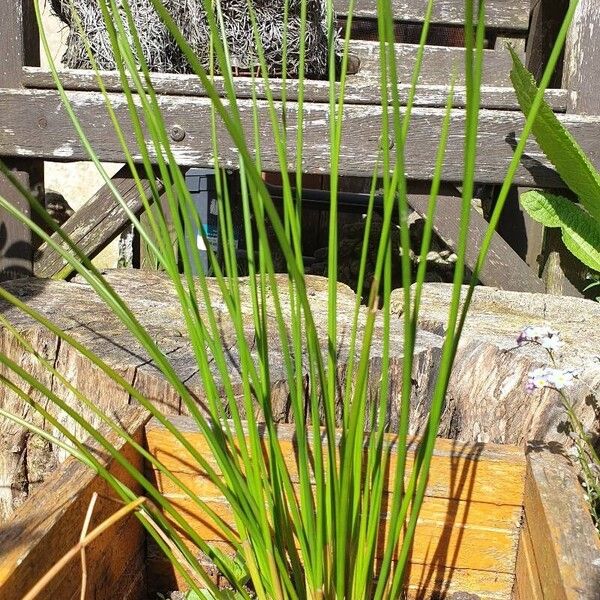 Juncus effusus Leaf