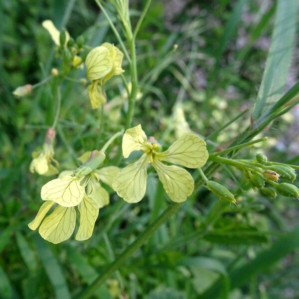 Raphanus raphanistrum Flower