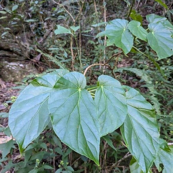 Begonia salaziensis Blad