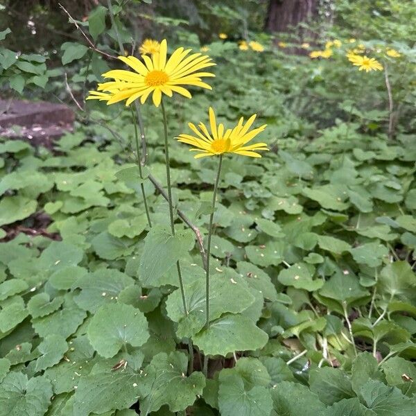 Doronicum pardalianches Цветок