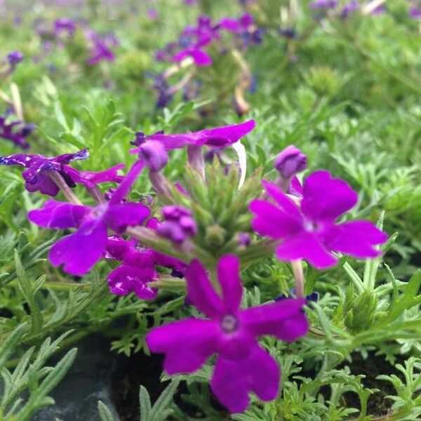 Verbena tenera Flower