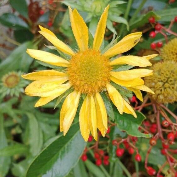 Gaillardia pulchella Flower