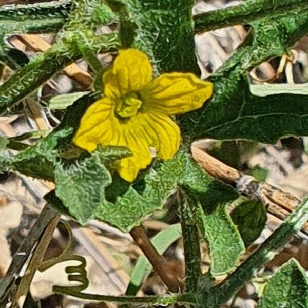 Cucumis ficifolius Virág