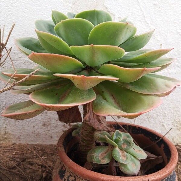 Echeveria secunda Habitus