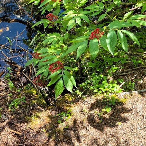 Sambucus racemosa Owoc