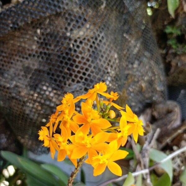 Epidendrum radicans Flower