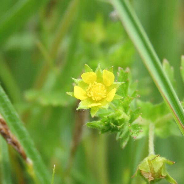 Potentilla supina Flor