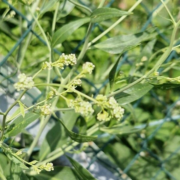 Lepidium latifolium 花