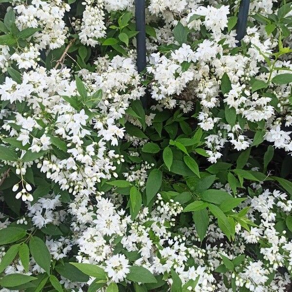 Deutzia gracilis Flower