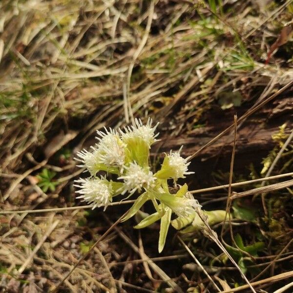 Petasites albus 花