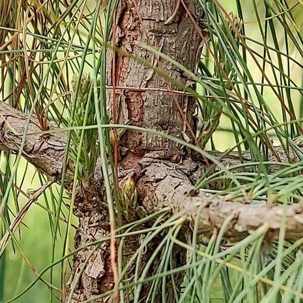 Pinus leiophylla Ŝelo