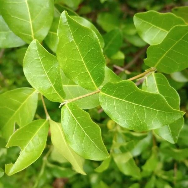 Malpighia emarginata Leaf