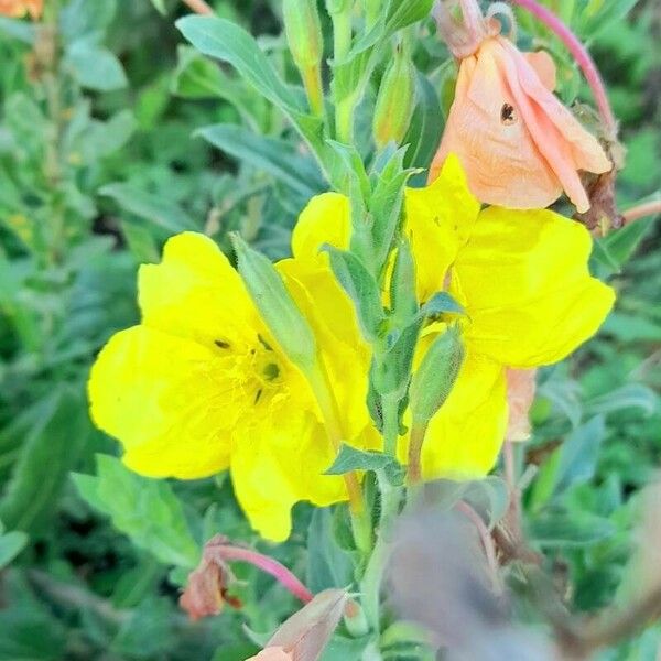 Oenothera indecora Flors