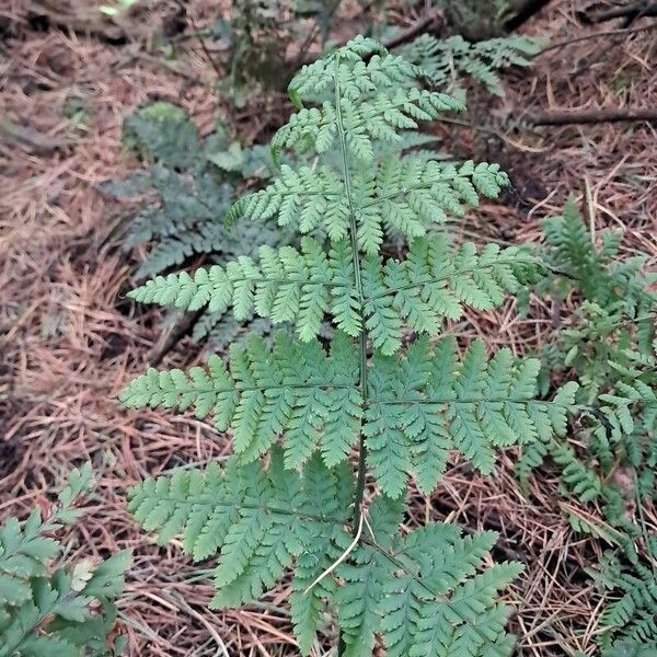 Dryopteris dilatata 葉