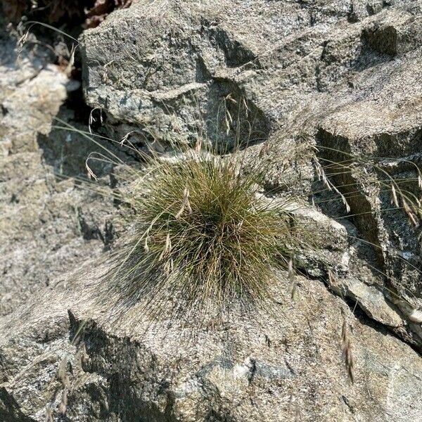 Festuca viviparoidea Leaf