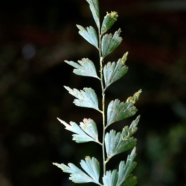 Asplenium affine পাতা