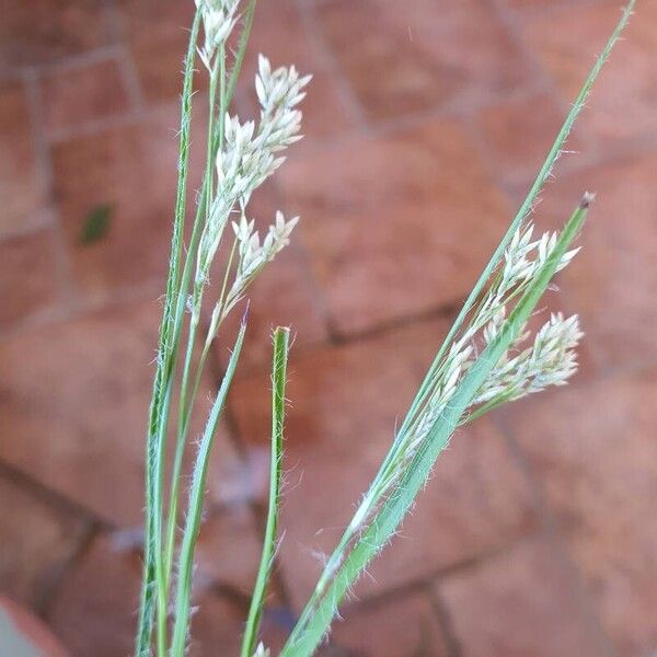 Luzula luzuloides Flower