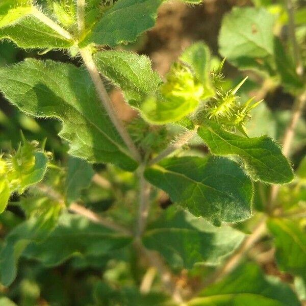 Acanthospermum hispidum Fruit