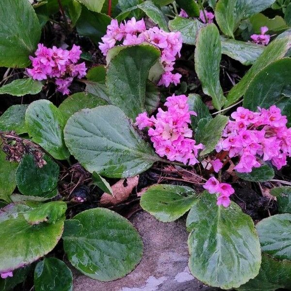 Bergenia crassifolia Flor