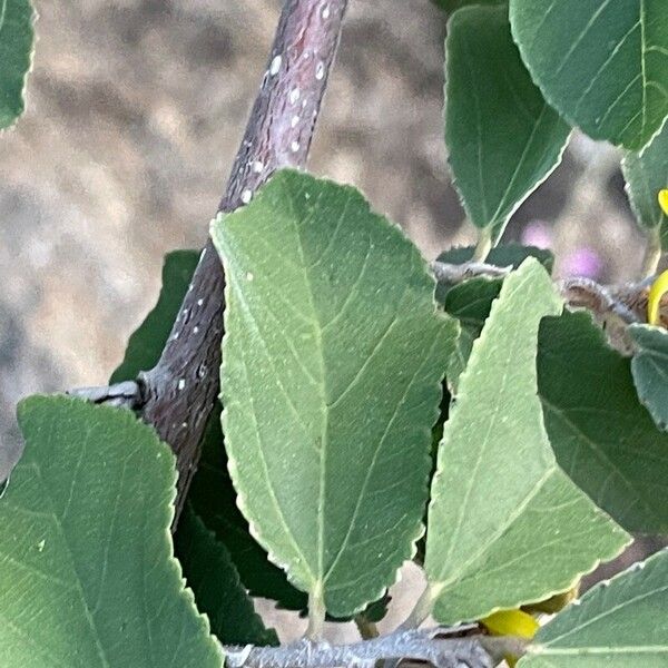 Grewia bicolor Blatt