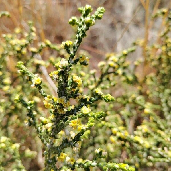 Thymelaea hirsuta Övriga