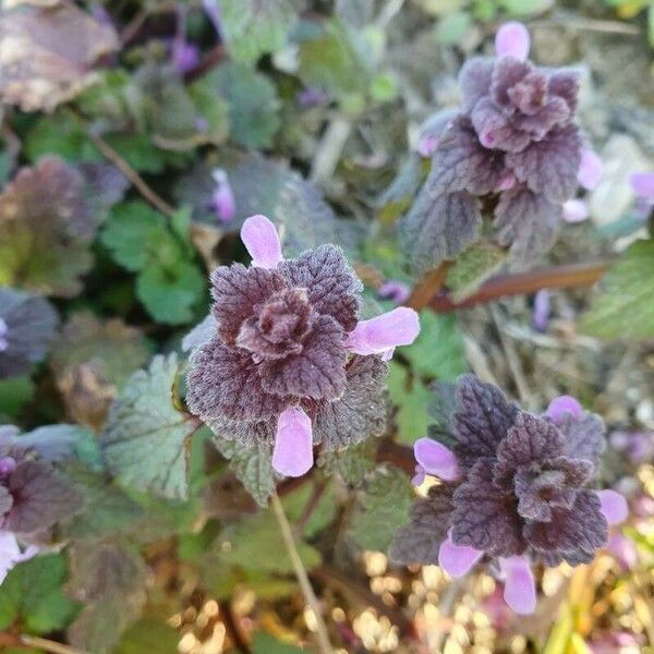 Lamium purpureum Цвят