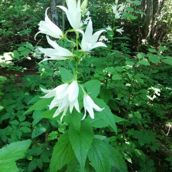 Campanula latifolia Flower