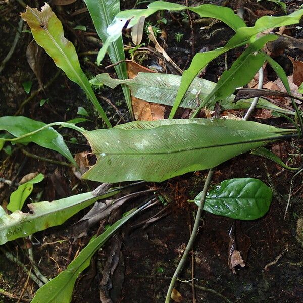 Asplenium africanum Hoja