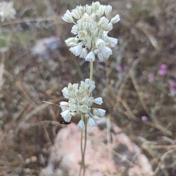 Allium paniculatum Flower